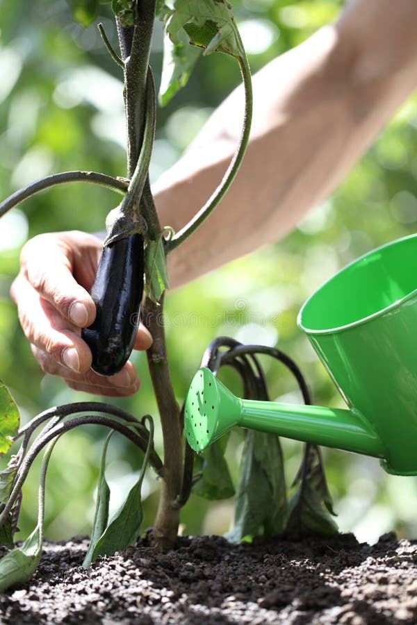 Hand Watering Plants with Watering Can. Eggplant in Vegetable Ga Stock