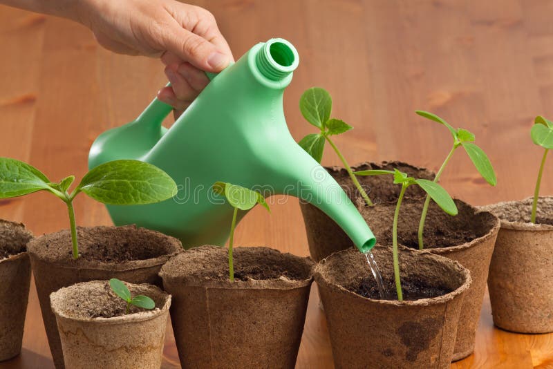 marijuna watering seedlings best practice most efficient marijuna watering seedlings best practice most efficient