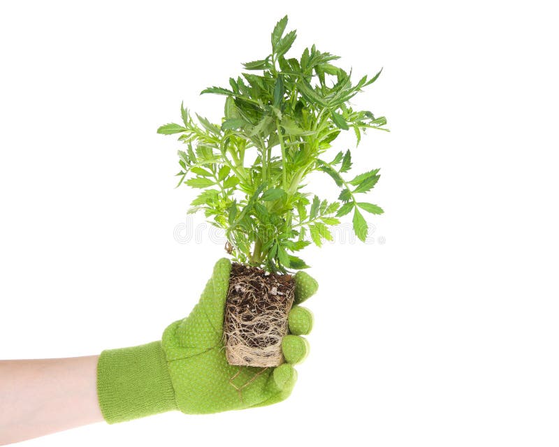 Hand wearing green glove holding marigold flower plant root bound