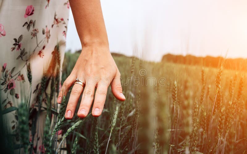 Hand Wheat Field. Young Woman on Cereal Field Touching Ripe Wheat ...