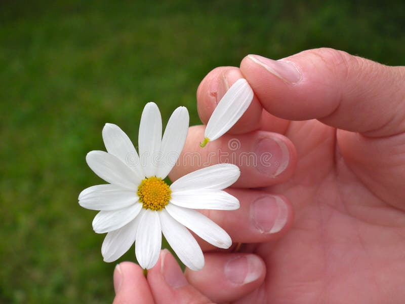 136 Hand Love Me Love Me Not Photos Free Royalty Free Stock Photos From Dreamstime 136 Hand Love Me Love Me Not Photos Free Royalty Free Stock Photos From Dreamstime