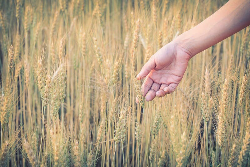 Hand woman touch barley field of agriculture