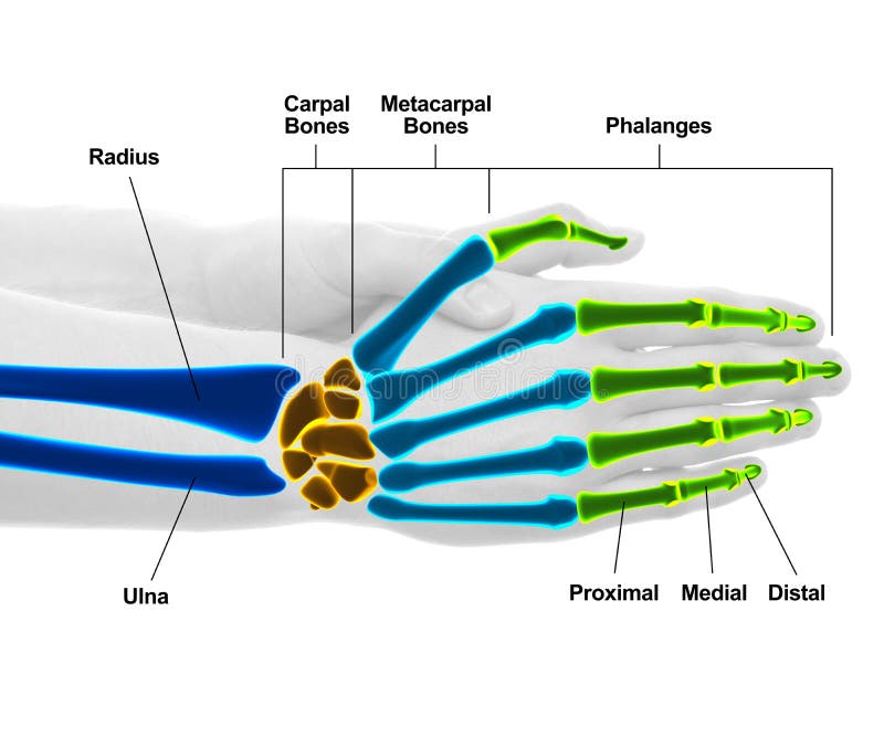 Hand and Wrist Bones - Studio shot with 3D illustration isolated vector illustration Hand and Wrist Bones - Studio shot with 3D illustration isolated vector illustration