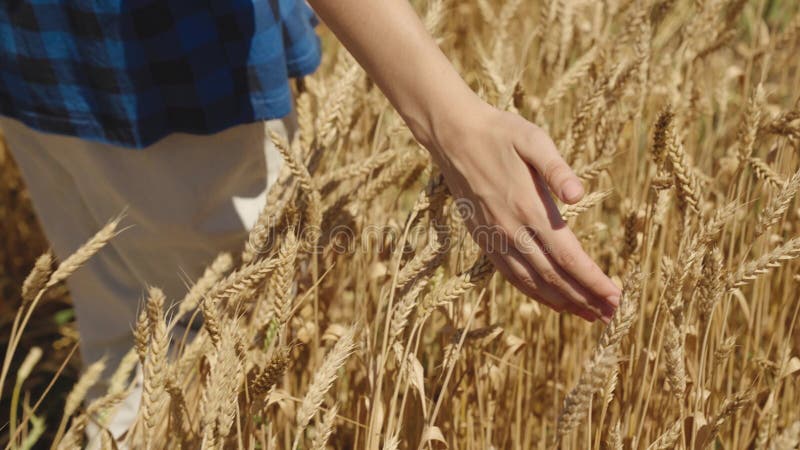 hand young man moves across wheat field summer ears. grain farming concept. countryside eco-friendly wheat grain. farm work summer. harvesting agriculture. woman enjoys relaxing relaxation inspection.