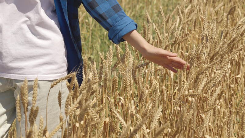 hand young man moves across wheat field summer ears. grain farming concept. countryside eco-friendly wheat grain. farm work summer. harvesting agriculture. woman enjoys relaxing relaxation inspection.