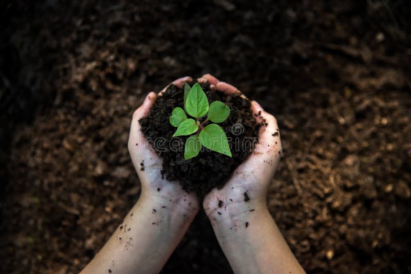 Hands child holding young plants on the back soil in the nature park of growth of plant for reduce global warming. Ecology concept. Hands child holding young plants on the back soil in the nature park of growth of plant for reduce global warming. Ecology concept.