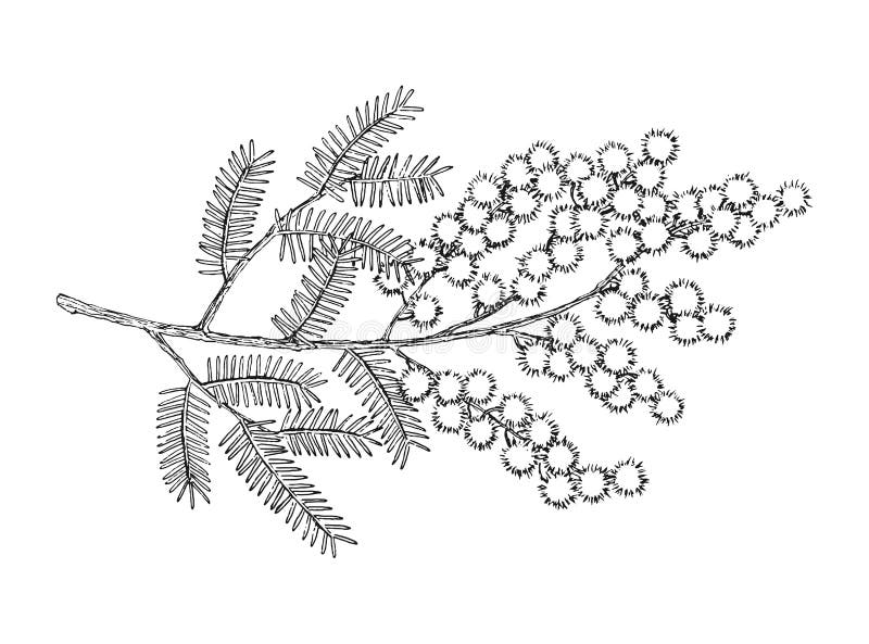 Handdragna blommande mimosa- eller silverblommor stock illustrationer