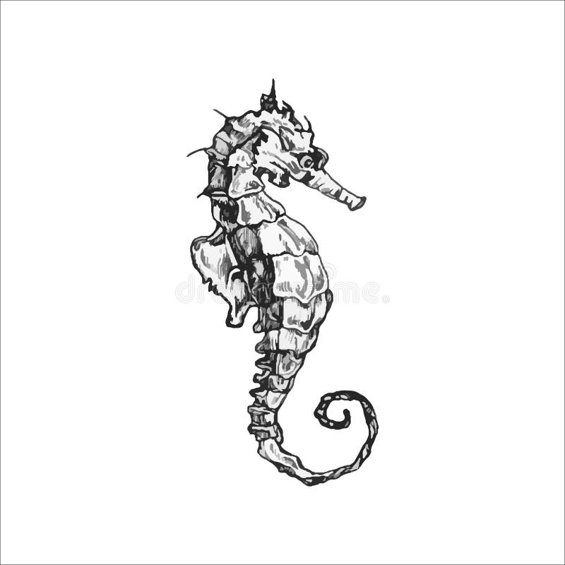 Cavalo marinho  Seahorse tattoo, Seahorse drawing, Animal drawings