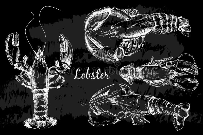 Lobster hand drawn sketch style vector illustration on chalkboard. Old hand drawn engraving imitation. Lobster hand drawn sketch style vector illustration on chalkboard. Old hand drawn engraving imitation.