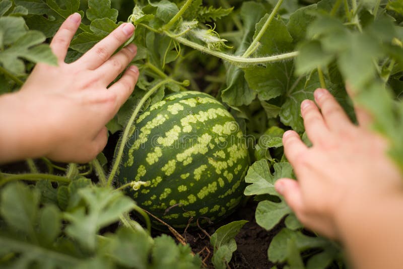 Handen van een vrouw met watermeloen het groeien in de tuin Organische watermeloen i die in de tuin groeien Vind een watermeloen royalty-vrije stock afbeeldingen Handen van een vrouw met watermeloen het groeien in de tuin Organische watermeloen i die in de tuin groeien Vind een watermeloen royalty-vrije stock afbeeldingen