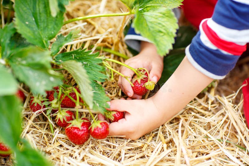 Hands of little child picking strawberries on organic pick a berry farm in summer, on warm day. Hands of little child picking strawberries on organic pick a berry farm in summer, on warm day.