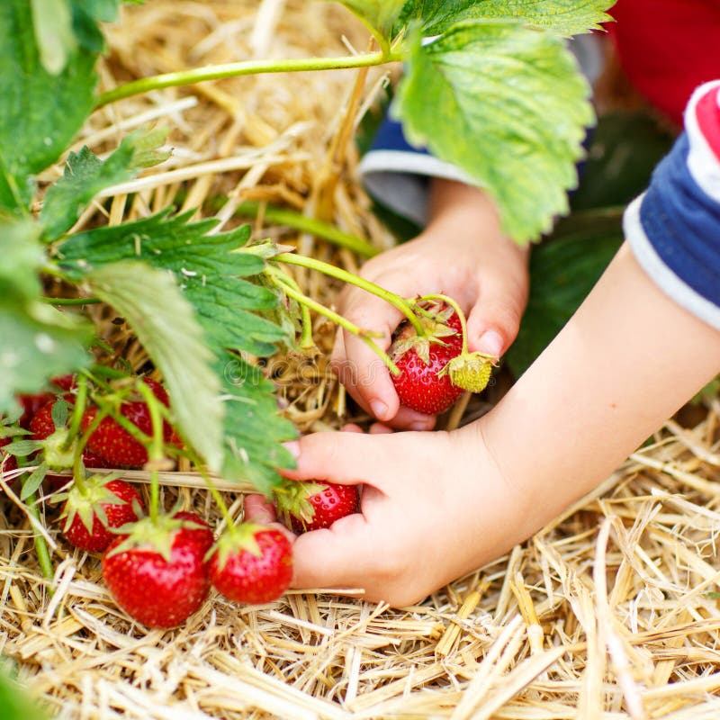 Hands of little child picking strawberries on organic pick a berry farm in summer, on warm day. Hands of little child picking strawberries on organic pick a berry farm in summer, on warm day.