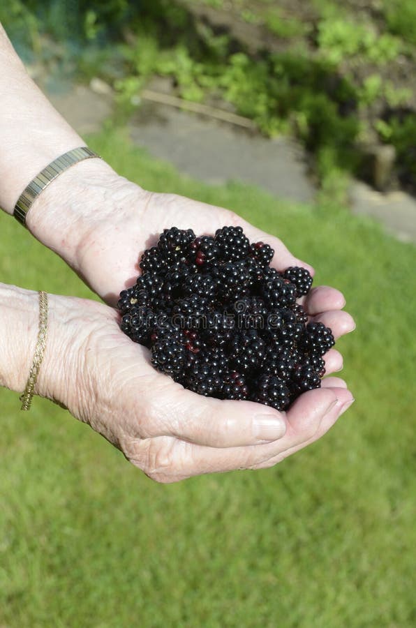 A handful of blackberries stock image. Image of ripe 45347343