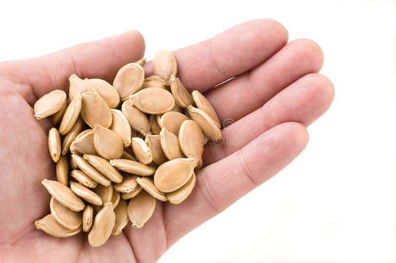 Handful Of Pumpkin Seeds Stock Photo Image Of White 10473124