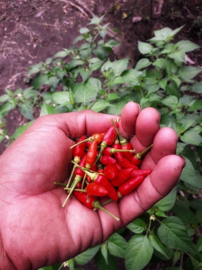 This is a Handful of Red Cayenne Pepper Ready To Be Processed Stock
