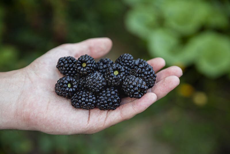 Handfull of Freshly Harvested Blackberries Stock Photo Image of