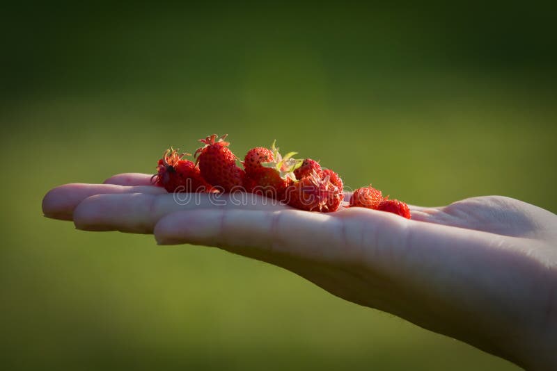 A Handfull of Wild Strawberries