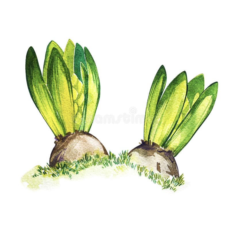 Handgemalte Hyazinthenblumen des Aquarells Abbildung auf weißem Hintergrund Ostern-Design stock abbildung Handgemalte Hyazinthenblumen des Aquarells Abbildung auf weißem Hintergrund Ostern-Design stock abbildung