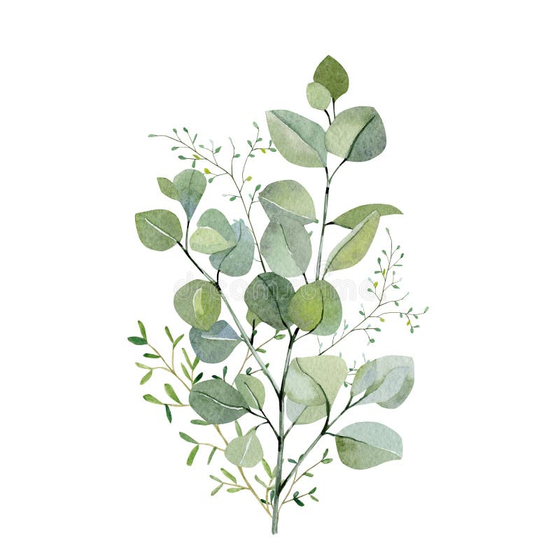 Handgemalter Blumenstraußeukalyptus des Aquarells und Grünpflanzen Zweigstellen und Blätter Frolar isoliert auf weißem Hintergrun stockbild