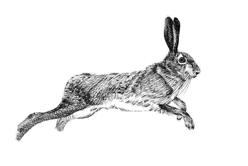 Handgezeichnete Hare-, Skizze- und Monochrome-Illustration