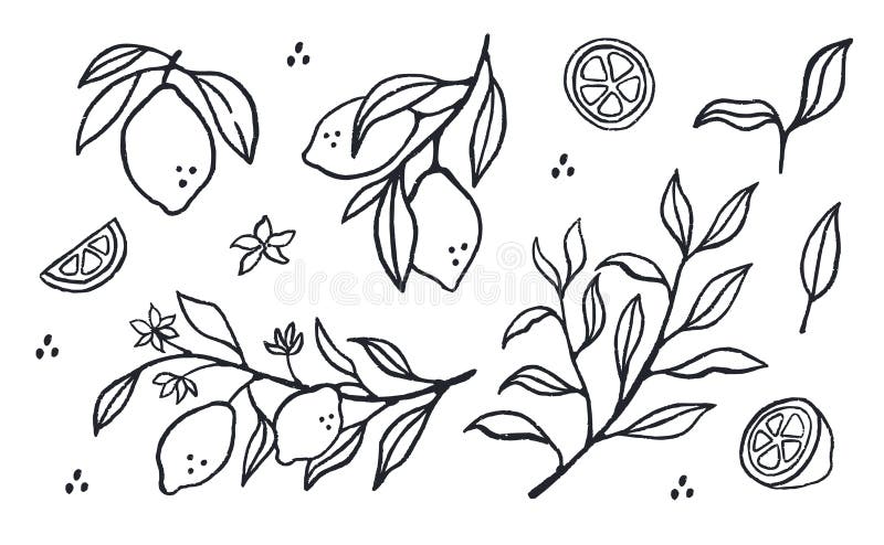 Handgezeichnete Zitronenfrucht. Zitronensatz mit Ast und Blume im rosa Doodle Stil. Line Art vektor abbildung