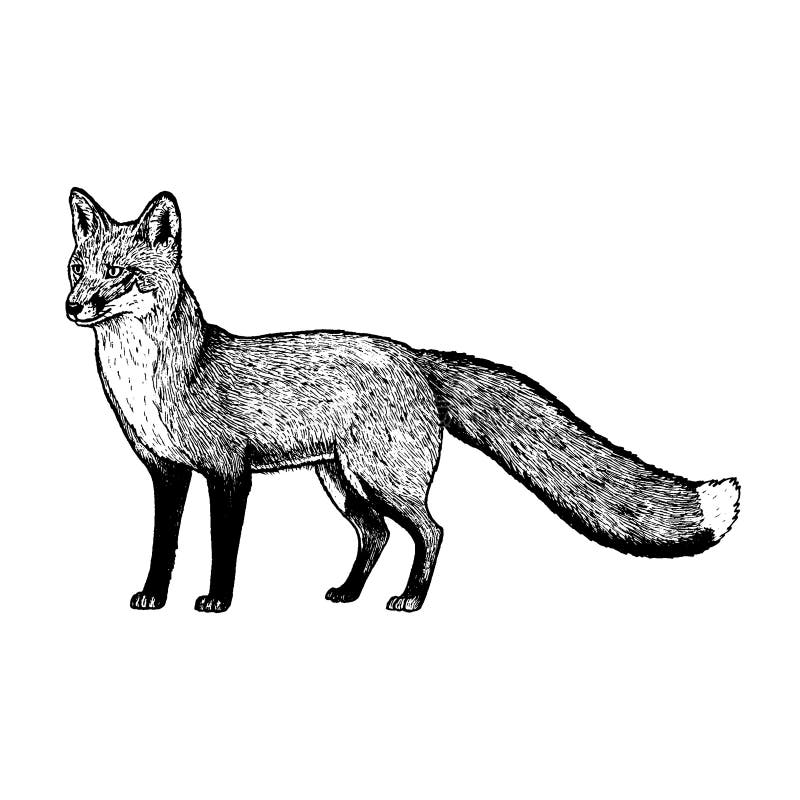 Der Grosse Satz Von Waldvektor Tierschattenbildern Vektor Abbildung Illustration Von Hermelin Graphiken 59776138