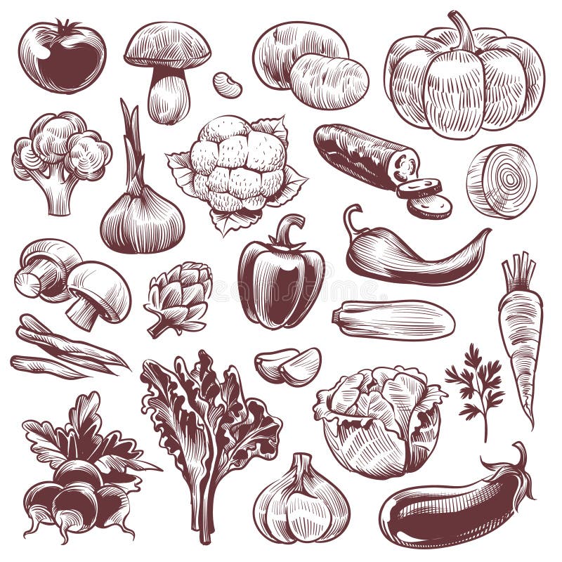 Handgezogenes Gemüse Verschiedene handgezogene Gemüse-, Bio-Karotten Broccoli Auberginen, Kohl- und Pilzsorten
