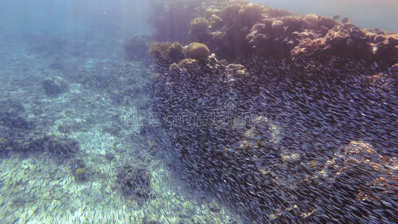 Tiny fish swimming in sea