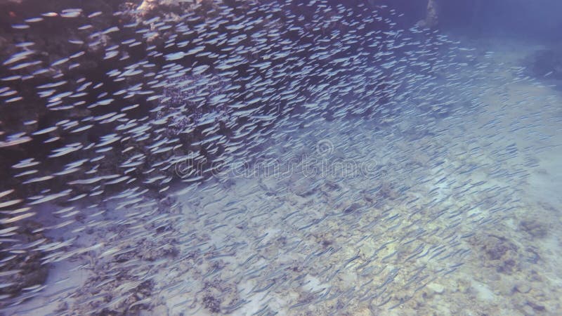 Tiny fish swimming in sea