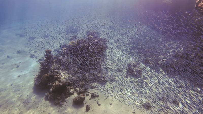 Fish swimming near corals and bottom