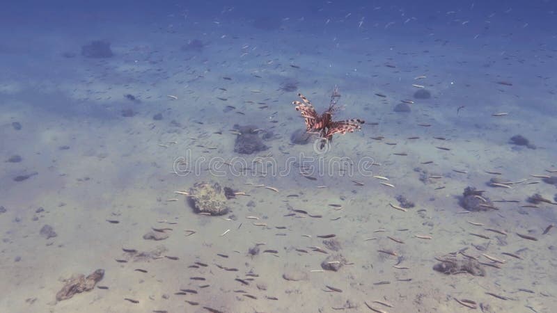 Different fish in clean seawater