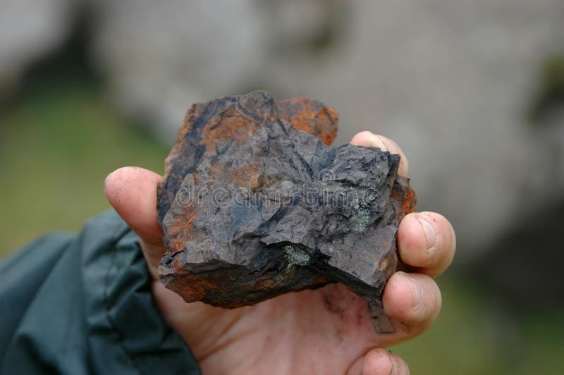 Hand showing rock with black plant fossil remains. Hand showing rock with black plant fossil remains