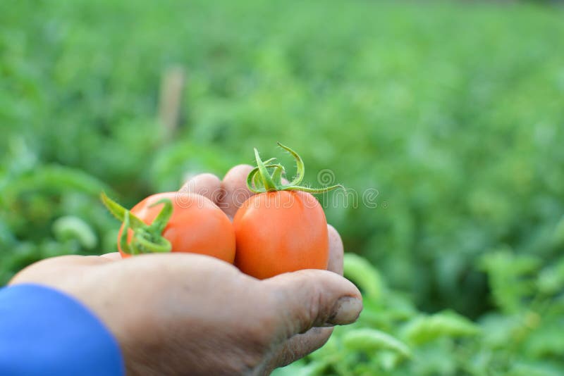 Handlandwirt, der rote Tomate hält lizenzfreies stockfoto Handlandwirt, der rote Tomate hält lizenzfreies stockfoto