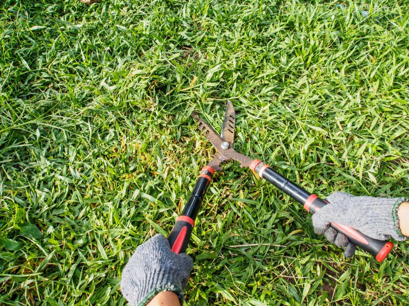 Handle Grass Shear in Graden Stock Image Image of care, gardener