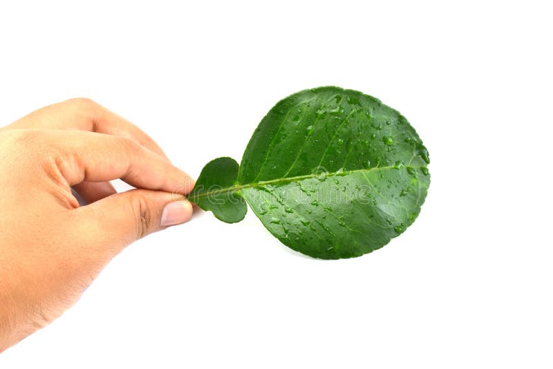 Pomelo Leaf Damage From Leaf Miner Worm Stock Image Image of citrus