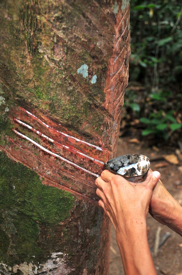 Handling the Rubber Tree