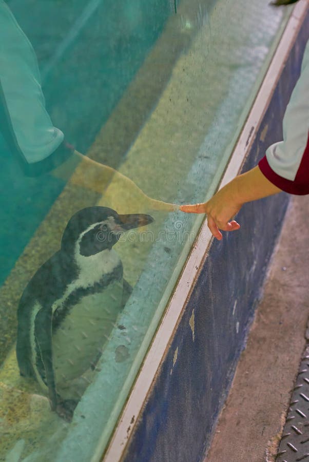 Handpunkt-Mamafinger zum Glas in dem Pinguinstand nach innen scherzen Sie stockfotografie Handpunkt-Mamafinger zum Glas in dem Pinguinstand nach innen scherzen Sie stockfotografie