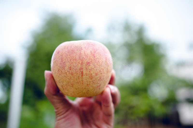 Hands and apples of people who love health care. Eating apples w stock photo Hands and apples of people who love health care. Eating apples w stock photo