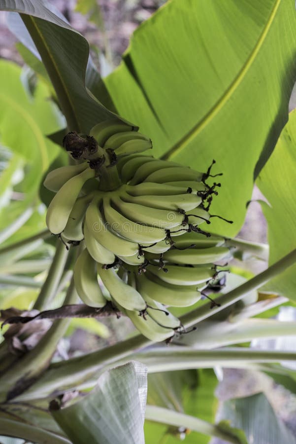 Banana Plantation Near Ho Tram in Southern Vietnam Stock Image Image