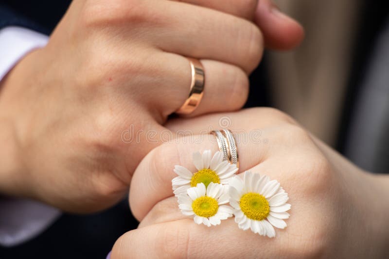 Hands of Bride and Groom with Wedding Ring and Daisies in Fingers