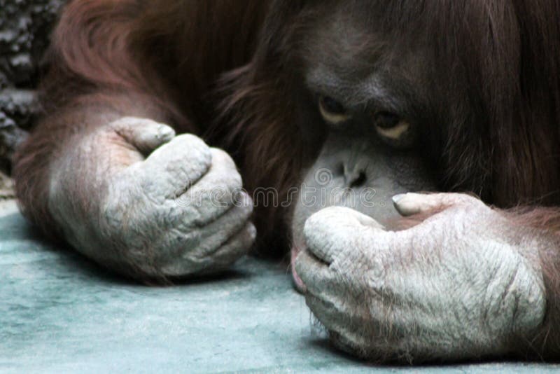 chimpanzee hand fingers chimpanzee hand fingers