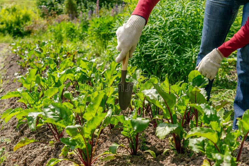 Hands Clearing Weed from the Beet Bed Stock Photo - Image of earth ...