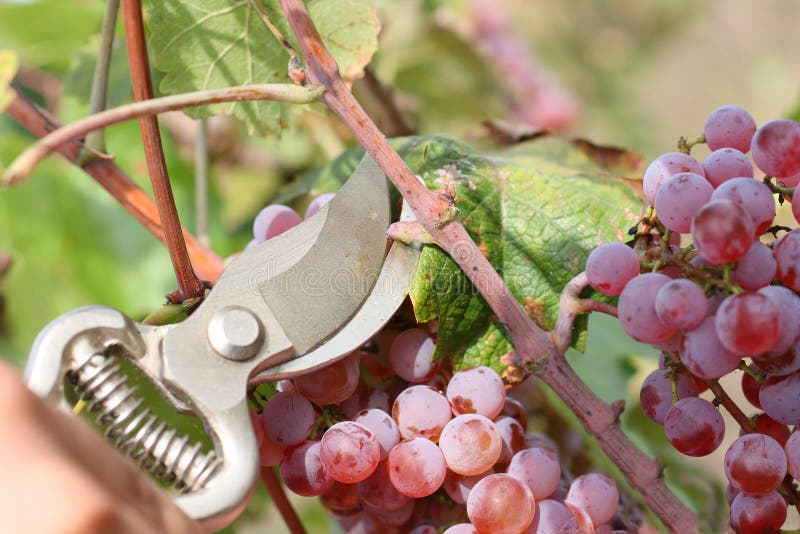 Hands with clippers and grape