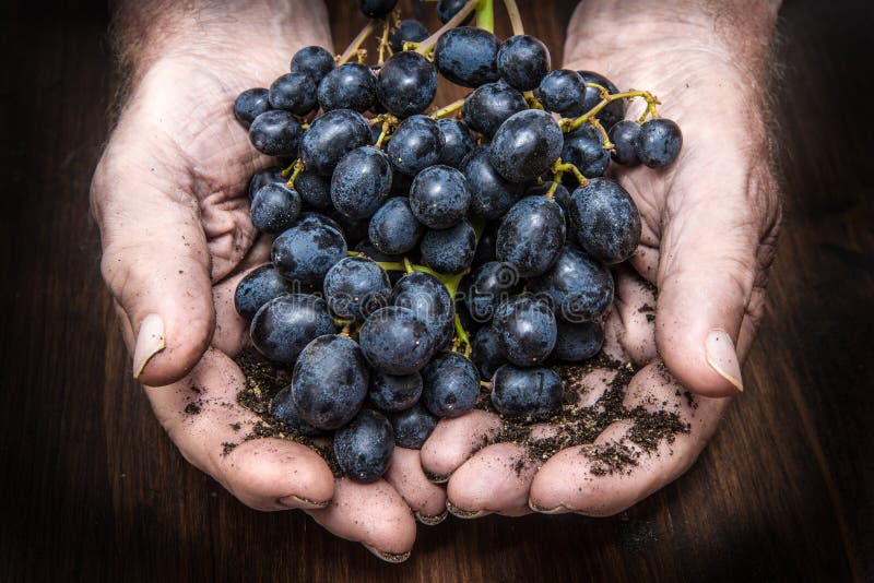 Hands with cluster of black grapes, farming