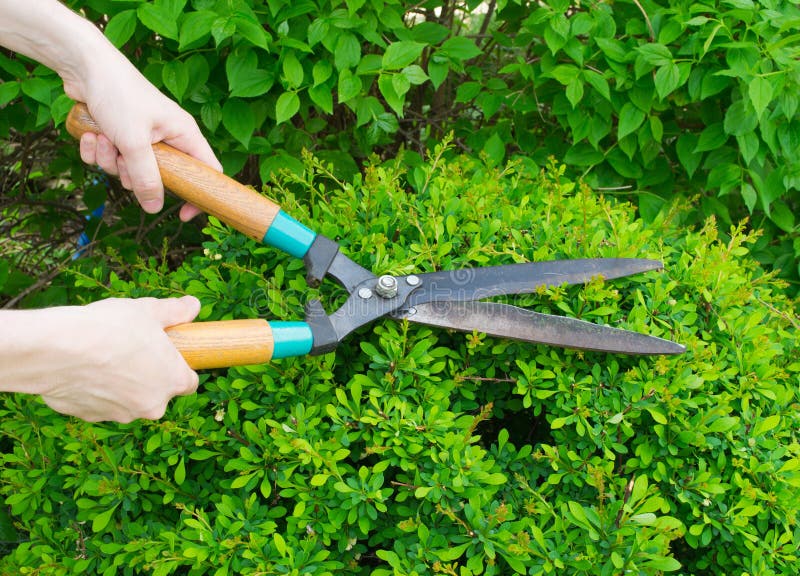 Hands are cut bush clippers. Hands are cut bush clippers