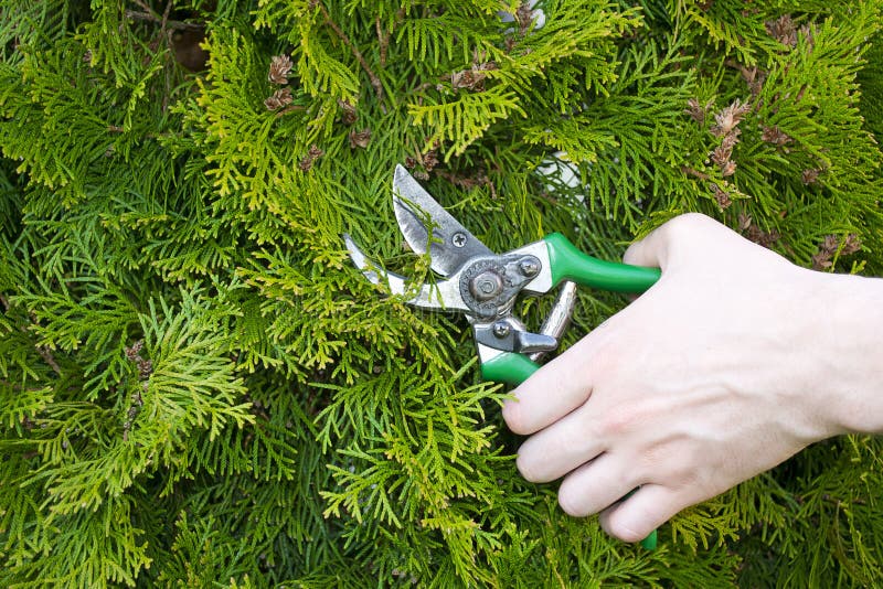 Hands are Cut Bush Clippers Stock Image Image of glove, copy 29817947