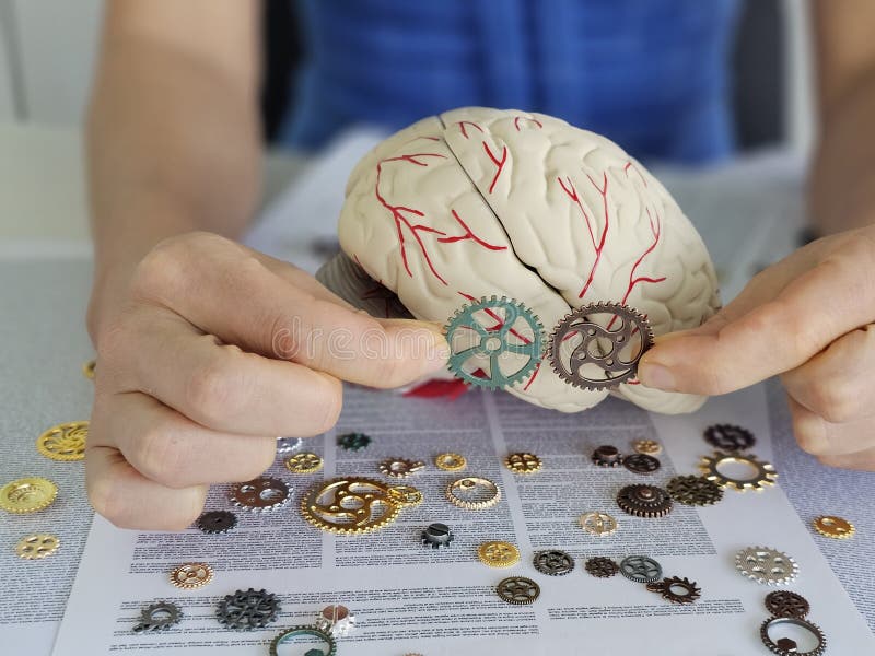 Hands explore the intersection of mechanics and neuroscience with gears and a model brain royalty free stock image