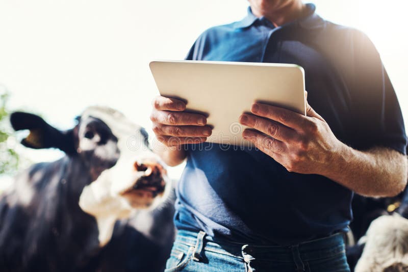 Fermierul și vaca pentru mâini, cu control prin tablete pentru starea de sănătate și creșterea în mediul rural. bovine și animale royalty free stock photos