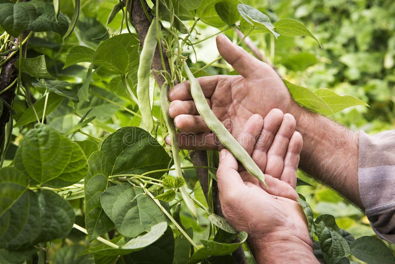 Hands Farmer Holding Green Bean Pods Stock Image - Image of countryside ...