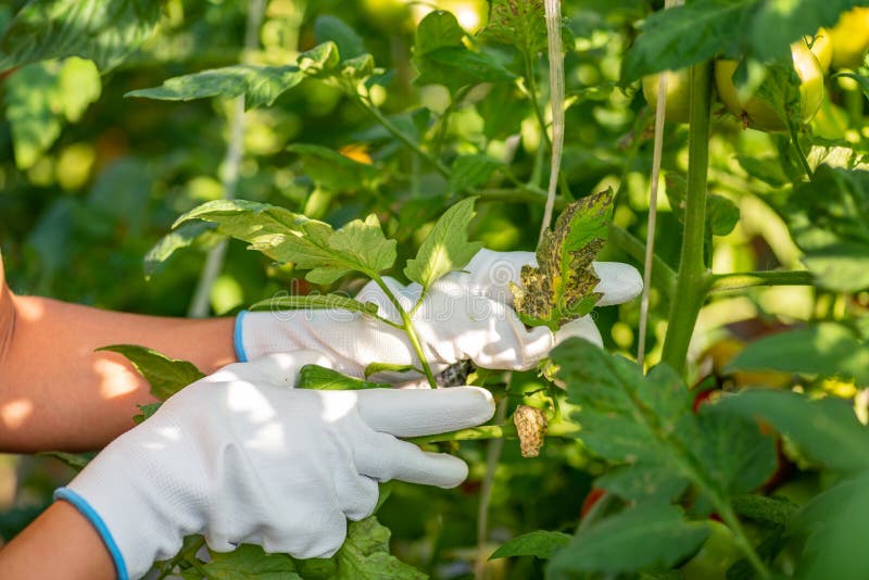 Hands of a farmer woman holding leaf of the tomato plant vegetable looking for insects and vegetable diseases on the leaf in her g